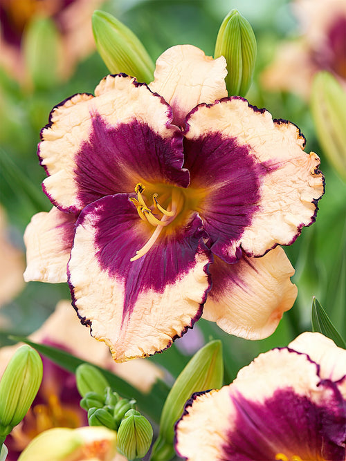 Kaufen Taglilie Tropical Surprise (Hemerocallis)