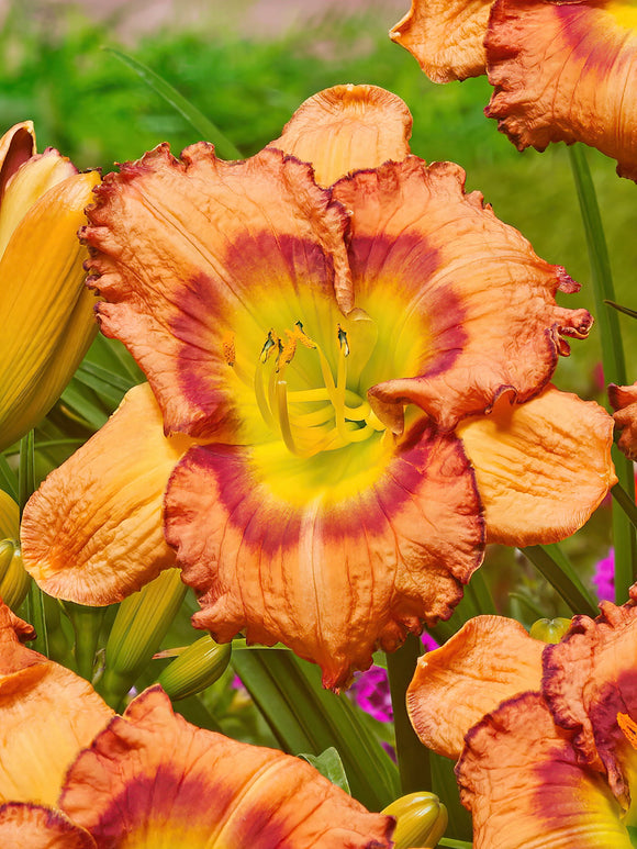 Taglilie Fruity Kiss (Hemerocallis)