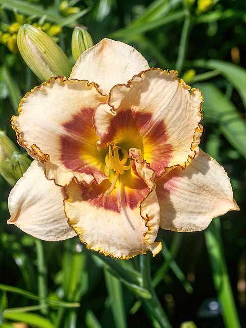 Kaufen Taglilie Fruity Kiss (Hemerocallis) Wurzelnackte Pflanzen 