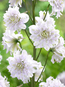 Rittersporn Highlander Cha Cha (Delphinium)