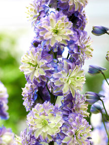 Rittersporn Highlander Bolero (Delphinium)