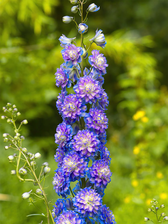 Kaufen Rittersporn (Delphinium) Highlander Bolero Aus Holland