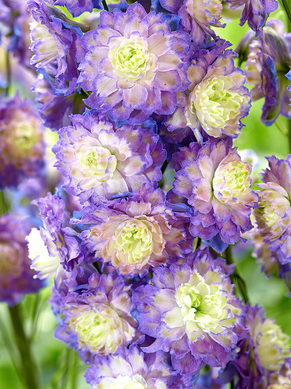 Kaufen Rittersporn (Delphinium) Highlander Bolero