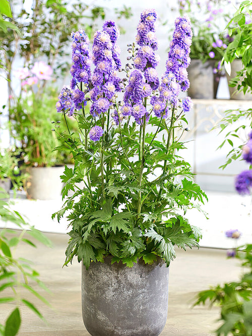 Kaufen Rittersporn (Delphinium) Highlander Bolero Aus Holland