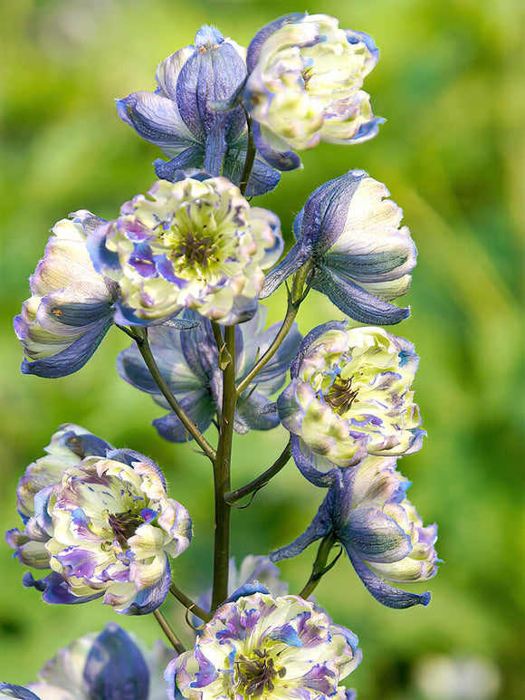 Kaufen Rittersporn La Boheme (Delphinium)