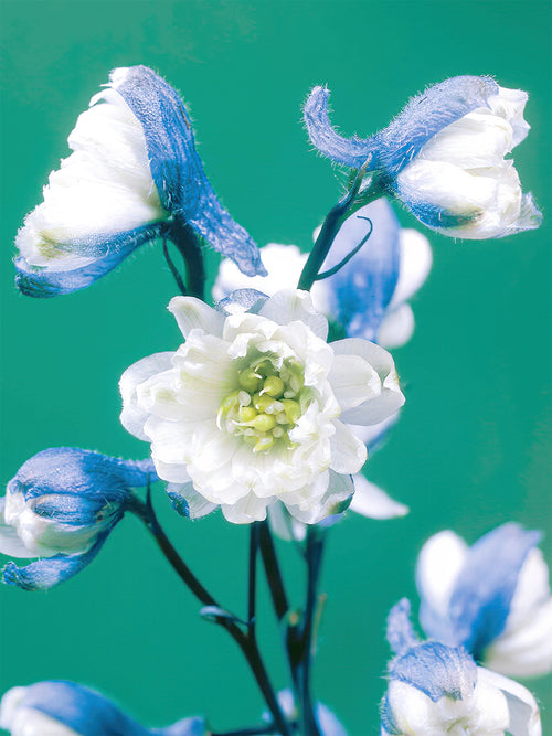 Rittersporn La Boheme (Delphinium) Aus Holland