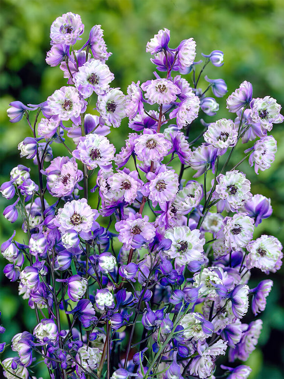 Kaufen Rittersporn La Boheme (Delphinium)