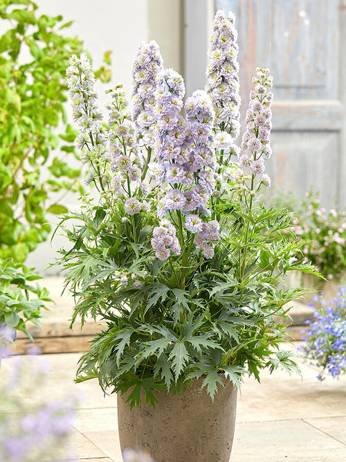 Rittersporn Highlander Rainbow Sensation (Delphinium)