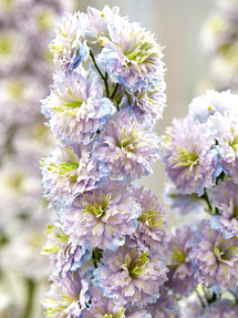 Rittersporn Highlander Rainbow Sensation (Delphinium)