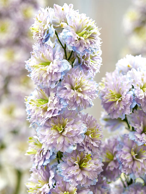 Kaufen Rittersporn Highlander Rainbow Sensation (Delphinium)