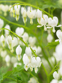 Herzblume Spectabilis Alba (Dicentra)