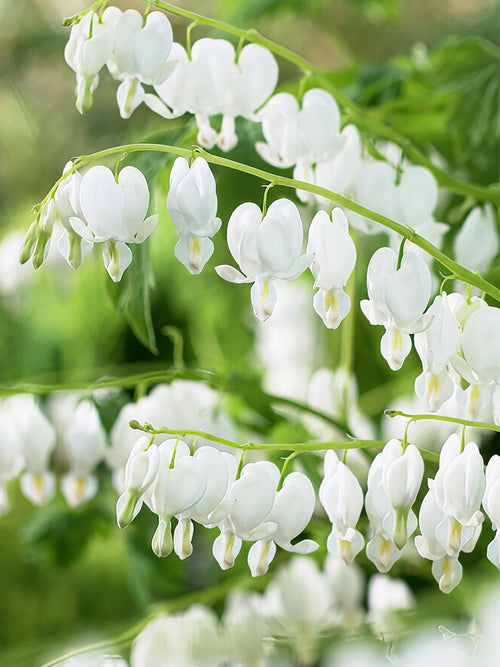 Dicentra 'Spectabilis Alba' bestellen - Tränendes Herz / Herzblume