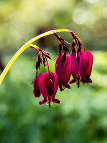 Herzblume Bacchanal (Dicentra)