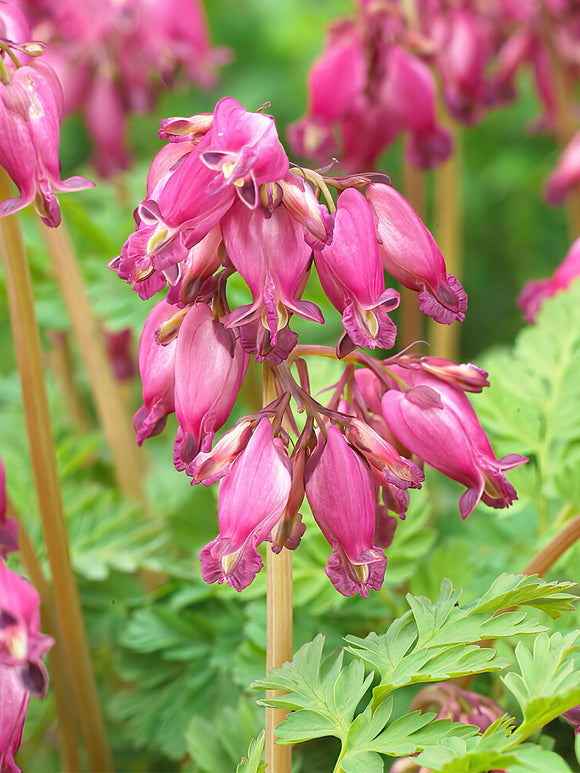 Kaufen Sie Dicentra 'Luxuriant'-Wurzeln in Spitzengröße aus Holland