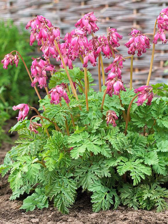 Kaufen Sie Dicentra 'Luxuriant'-Wurzeln in Spitzengröße aus Holland