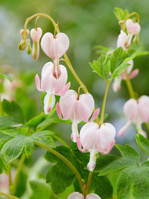 Herzblume Cupid (Dicentra)