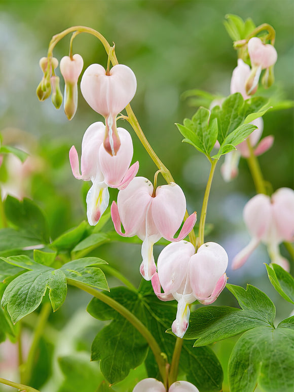 Herzblume Cupid Kaufen