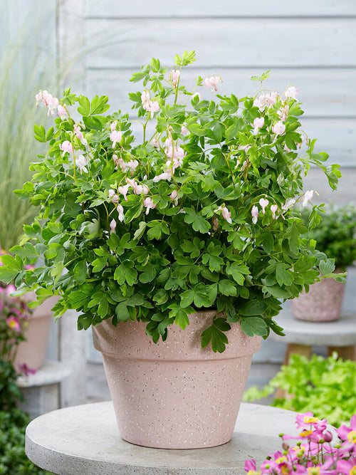 Dicentra 'Cupid' Wurzelnackte Pflanzen