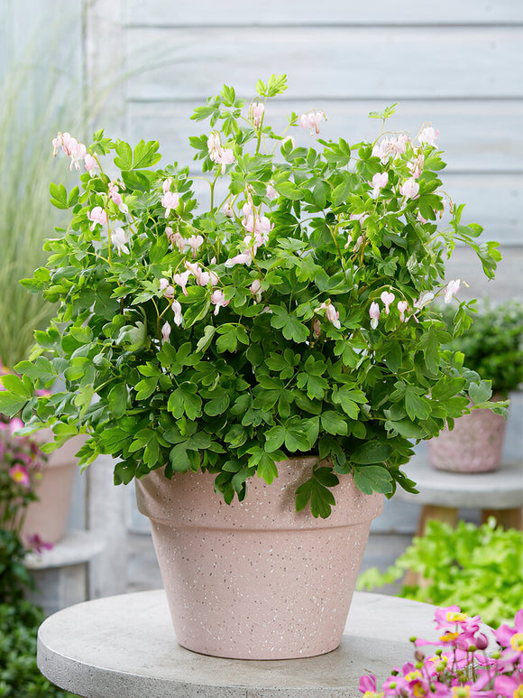 Dicentra 'Cupid' Wurzelnackte Pflanzen