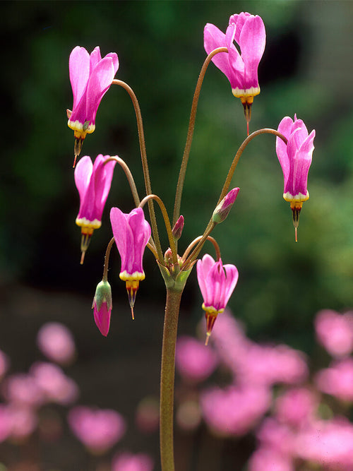 Götterblume Queen Victoria (Meadia Dodecatheon)