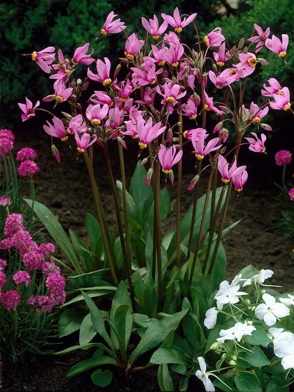 Götterblume Queen Victoria (Dodecatheon) stauden