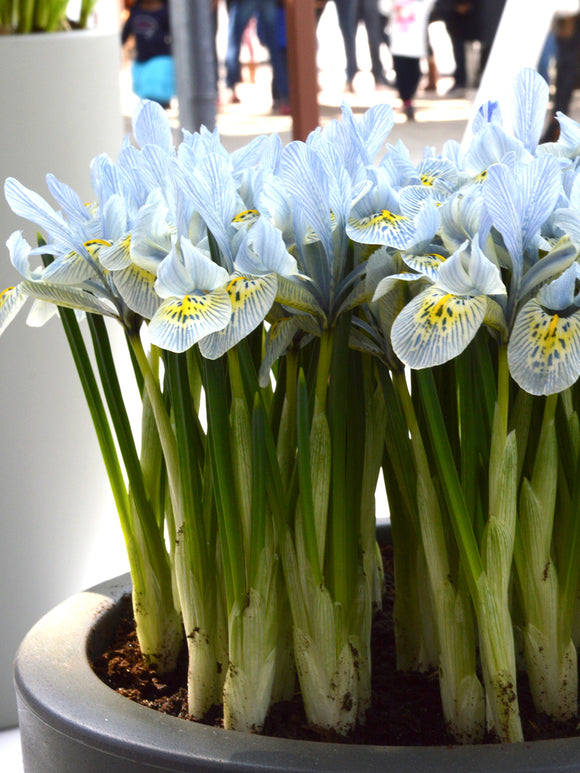 Blumenzwiebeln Zwerg-Iris 'Katharine Hodgkin'