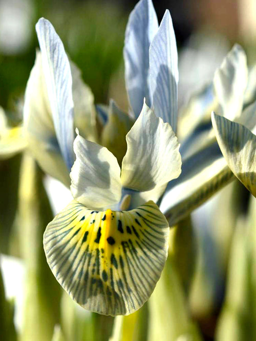 Zwerg-Iris 'Katharine Hodgkins'