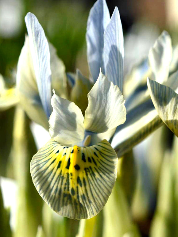 Zwerg-Iris 'Katharine Hodgkins'