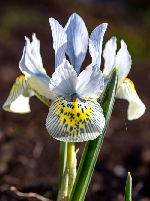 Zwerg-Schwertlilie ‚Katharine Hodgkins‘