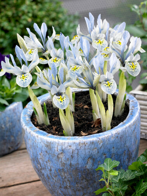 Zwerg-Iris 'Katharine Hodgkin' Kaufen