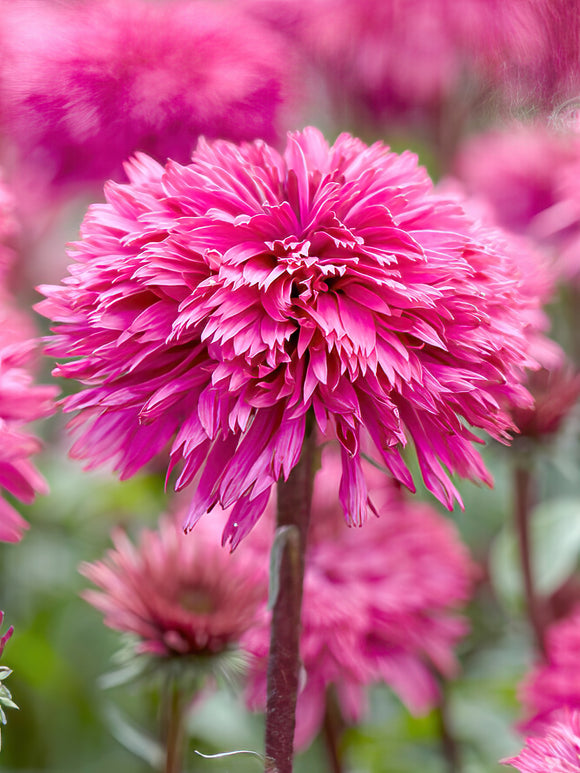 Echinacea Blackberry Truffle (Sonnenhüte)