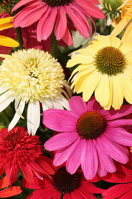 Everblooming Coneflower Mischung | DutchGrown™