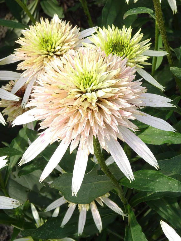 Echinacea Cherry Fluff (Sonnenhüte)