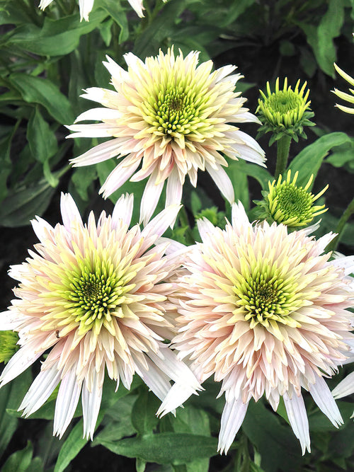 Kaufen Echinacea Cherry Fluff (Sonnenhüte)