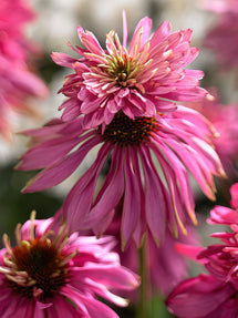 Echinacea Double Decker (Sonnenhüte)