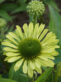 Echinacea Green Jewel (Sonnenhüte)