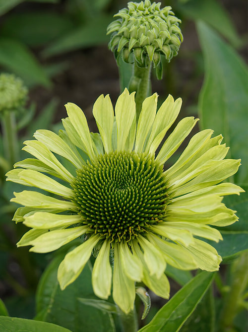 Echinacea Green Jewel (Sonnenhüte) | DutchGrown™