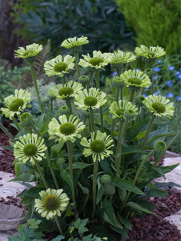 Kaufen Echinacea Green Jewel (Sonnenhüte)