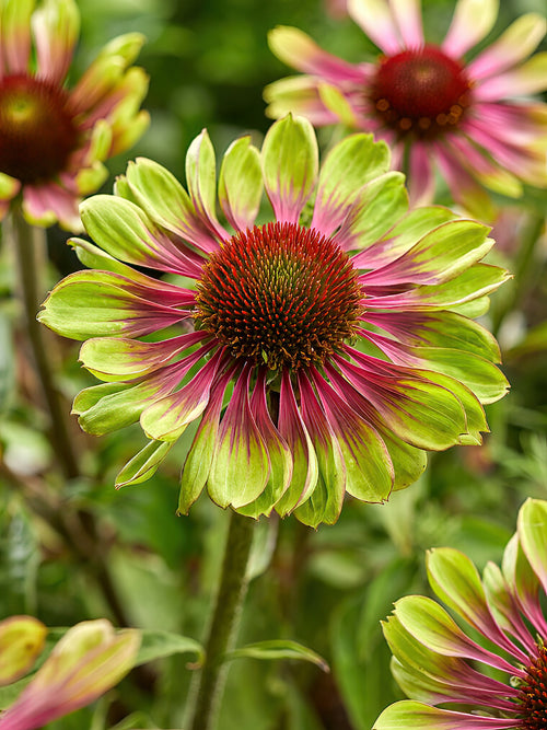 Echinacea Green Twister (Sonnenhüte)