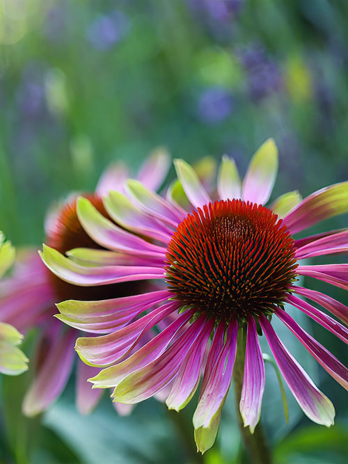 Echinacea Green Twister (Sonnenhüte)