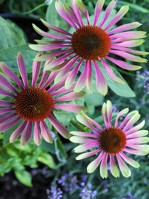 Kaufen Echinacea Green Twister 