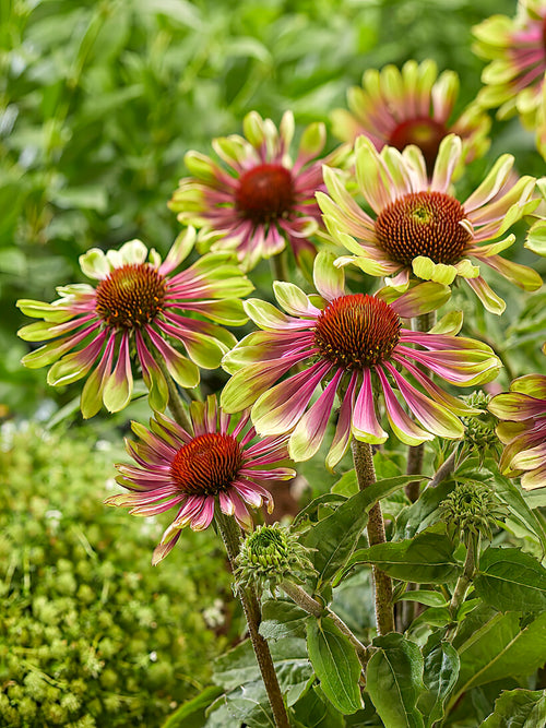 Echinacea Green Twister (Sonnenhüte) | DutchGrown™