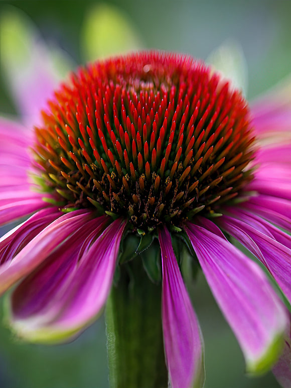 Echinacea Green Twister (Sonnenhüte)