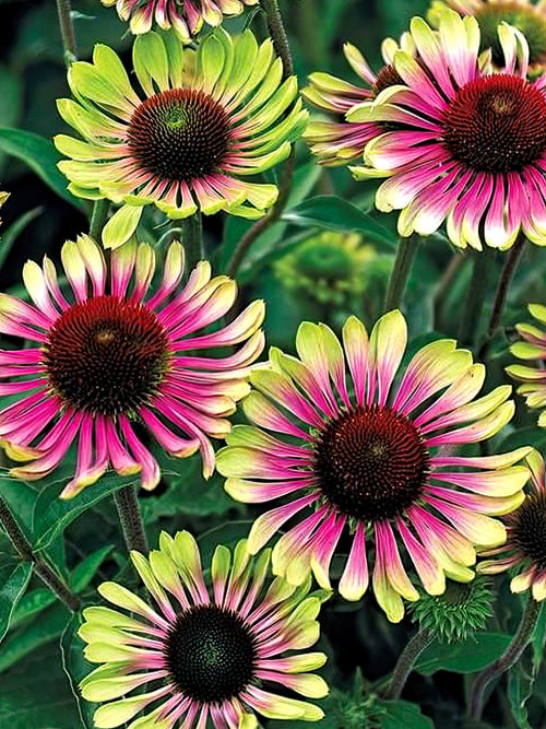 Kaufen Echinacea Green Twister (Sonnenhüte)