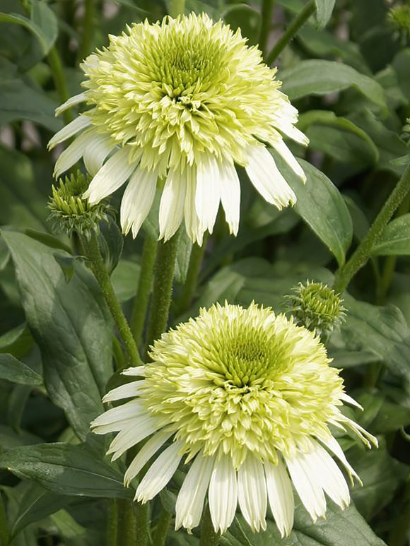 Kaufen Echinacea Honeydew (Sonnenhüte)