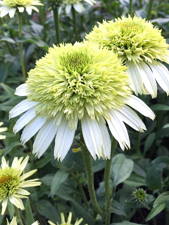 Echinacea Honeydew (Sonnenhüte) | DutchGrown™