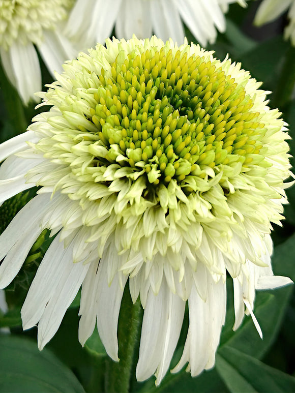 Echinacea Honeydew (Sonnenhüte)