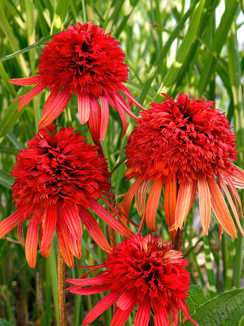 Kaufen Echinacea Irresistible (Sonnenhüte)