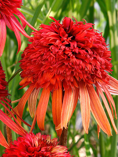 Echinacea Irresistible (Sonnenhüte)