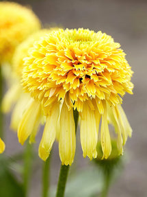 Echinacea Lemon Drop (Sonnenhüte)